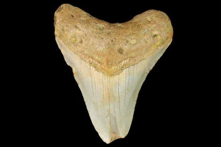 Bargain, Fossil Megalodon Tooth - North Carolina #124763